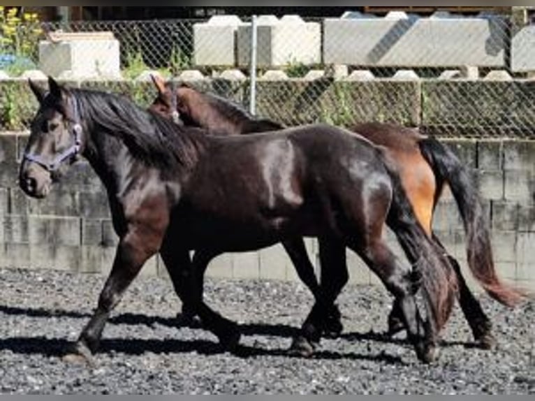 Noriker Jument 3 Ans 153 cm Noir in Küßnach