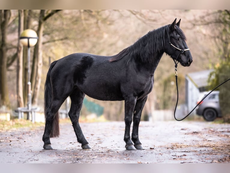 Noriker Jument 3 Ans 154 cm in Windhagen