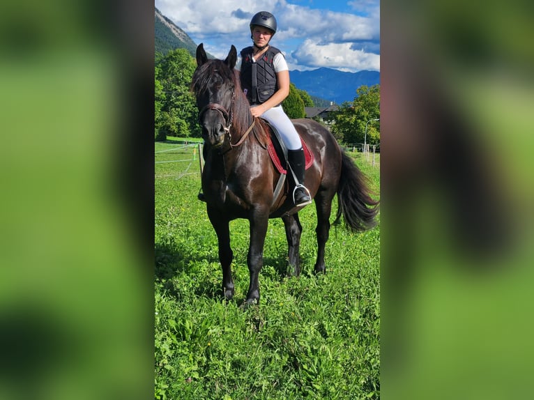 Noriker Jument 3 Ans 156 cm Noir in Labientschach