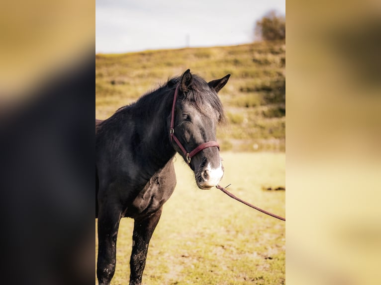 Noriker Jument 3 Ans 158 cm Bai brun in Kraiburg am Inn