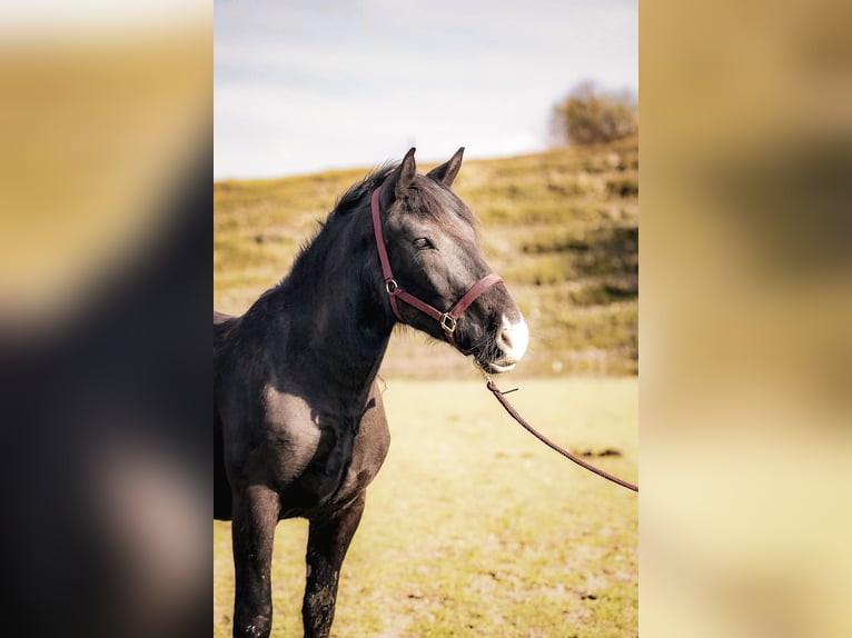 Noriker Jument 3 Ans 158 cm Bai brun in Kraiburg am Inn