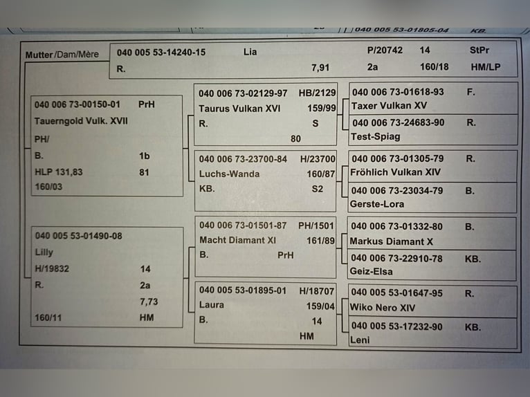 Noriker Jument 3 Ans 158 cm Noir in Neumarkt