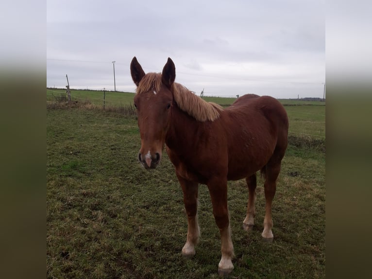 Noriker Jument 3 Ans 160 cm Bai in Trendelburg