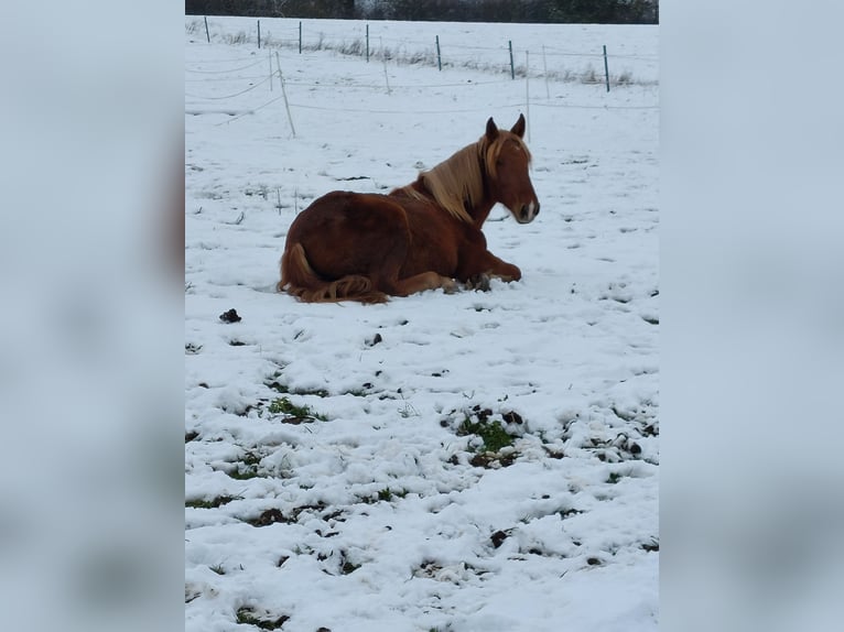 Noriker Jument 3 Ans 160 cm Bai in Trendelburg