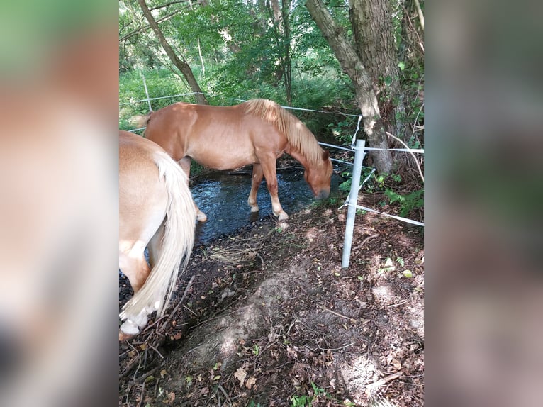 Noriker Jument 3 Ans 160 cm Bai in Trendelburg