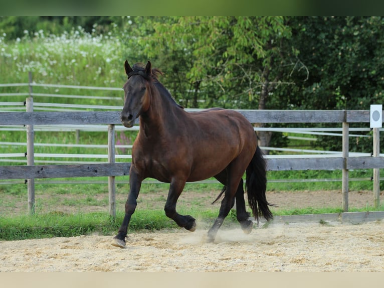 Noriker Jument 3 Ans 160 cm Noir in Waldshut-Tiengen