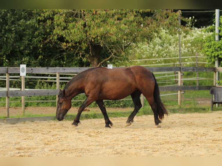 Noriker Jument 3 Ans 160 cm Noir in Waldshut-Tiengen