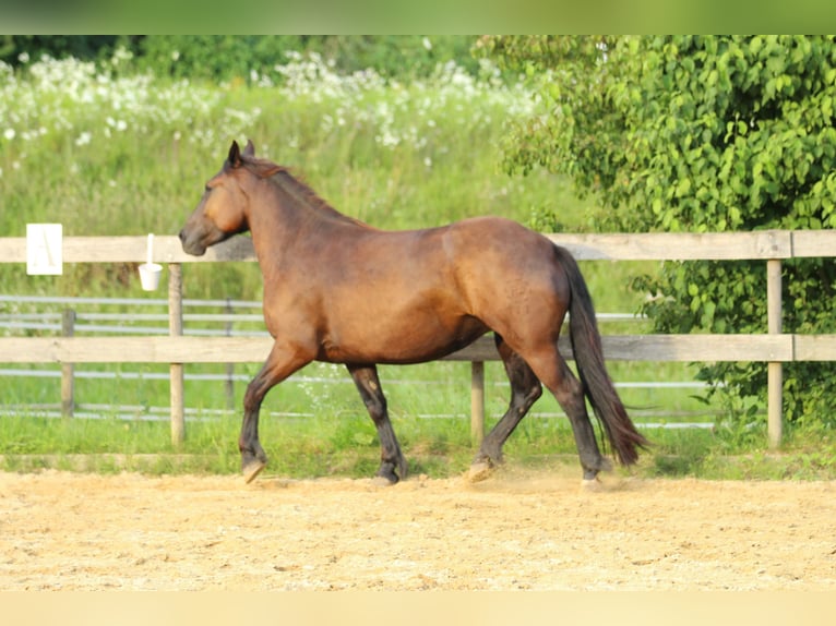 Noriker Jument 3 Ans 160 cm Noir in Waldshut-Tiengen