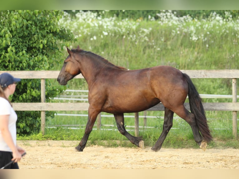 Noriker Jument 3 Ans 160 cm Noir in Waldshut-Tiengen