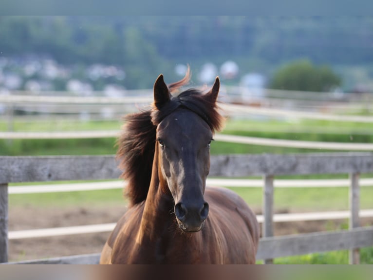 Noriker Jument 3 Ans 160 cm Noir in Waldshut-Tiengen