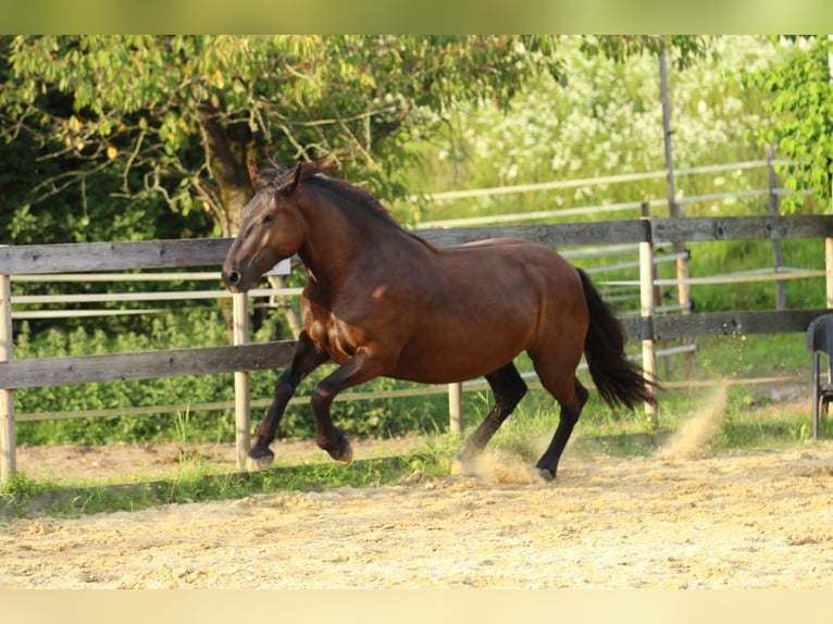 Noriker Jument 3 Ans 160 cm Noir in Waldshut-Tiengen