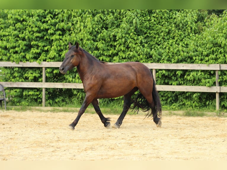 Noriker Jument 3 Ans 160 cm Noir in Waldshut-Tiengen