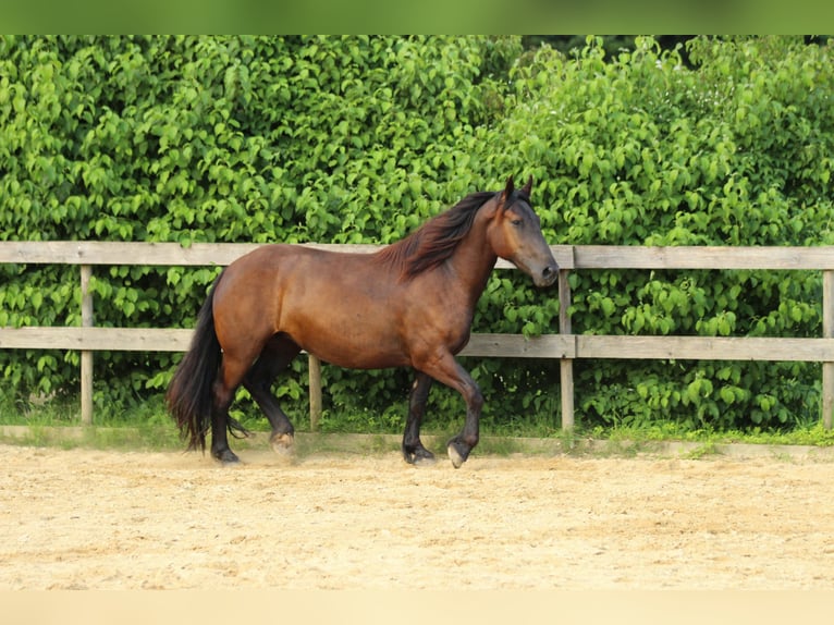 Noriker Jument 3 Ans 160 cm Noir in Waldshut-Tiengen