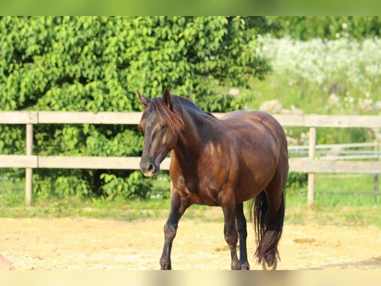 Noriker Jument 3 Ans 160 cm Noir in Waldshut-Tiengen