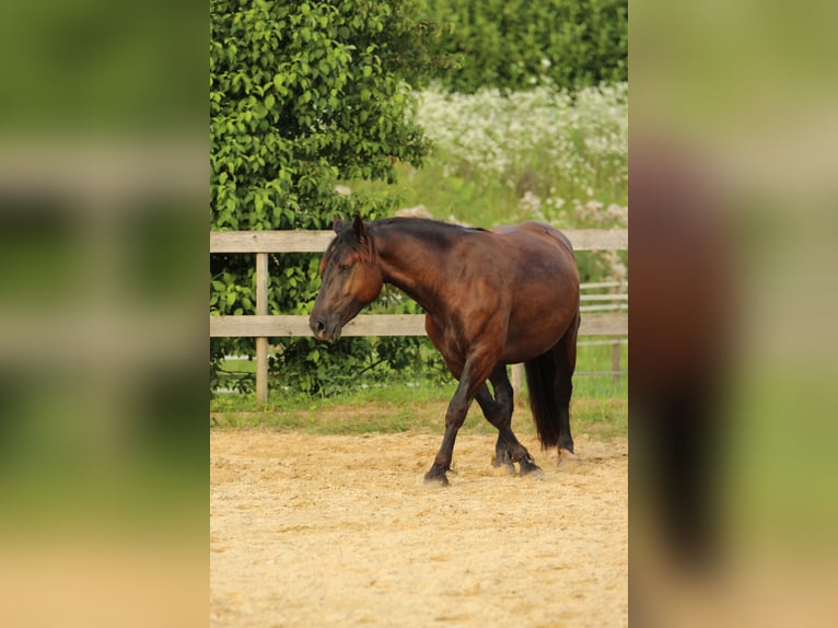 Noriker Jument 3 Ans 160 cm Noir in Waldshut-Tiengen