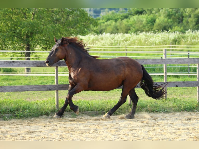 Noriker Jument 3 Ans 160 cm Noir in Waldshut-Tiengen