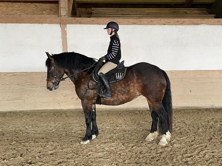Noriker Jument 3 Ans 161 cm Bai in Seekirchen am Wallersee