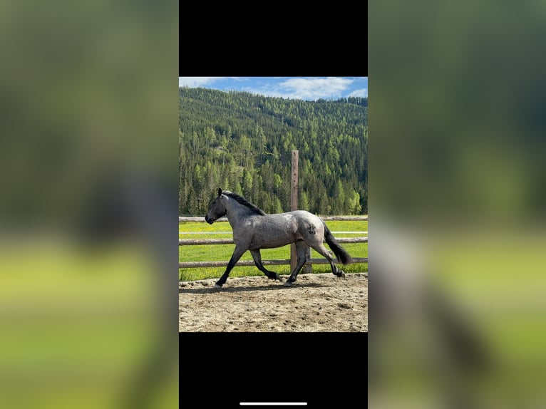Noriker Jument 3 Ans 162 cm in Tamsweg