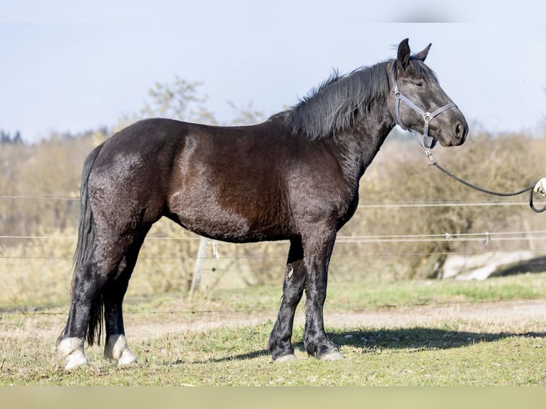 Noriker Jument 3 Ans 163 cm Noir in Kraiburg am Inn