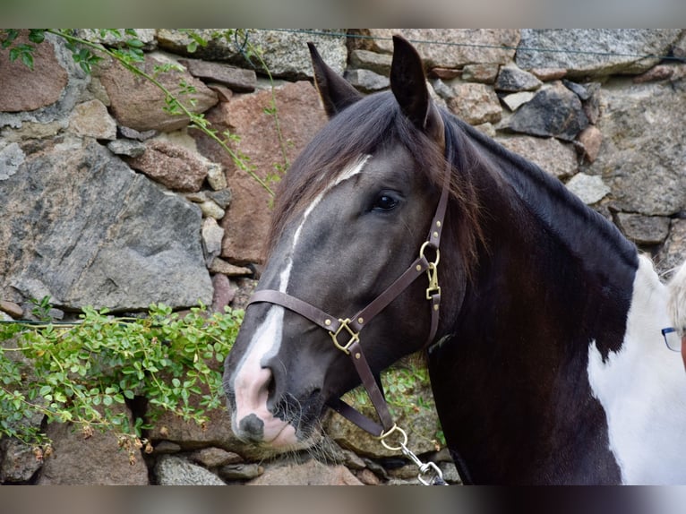 Noriker Jument 3 Ans 165 cm Pinto in Großräschen