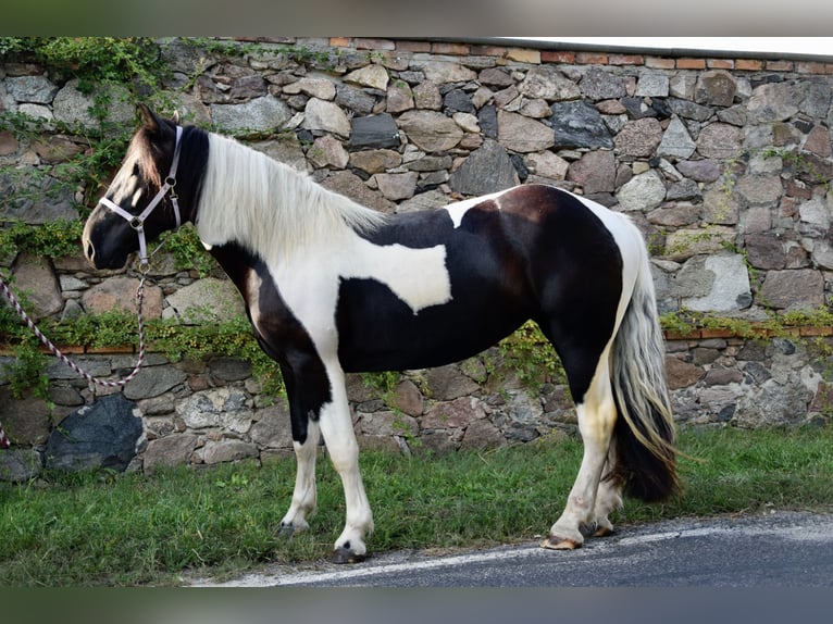 Noriker Jument 3 Ans 165 cm Pinto in Großräschen