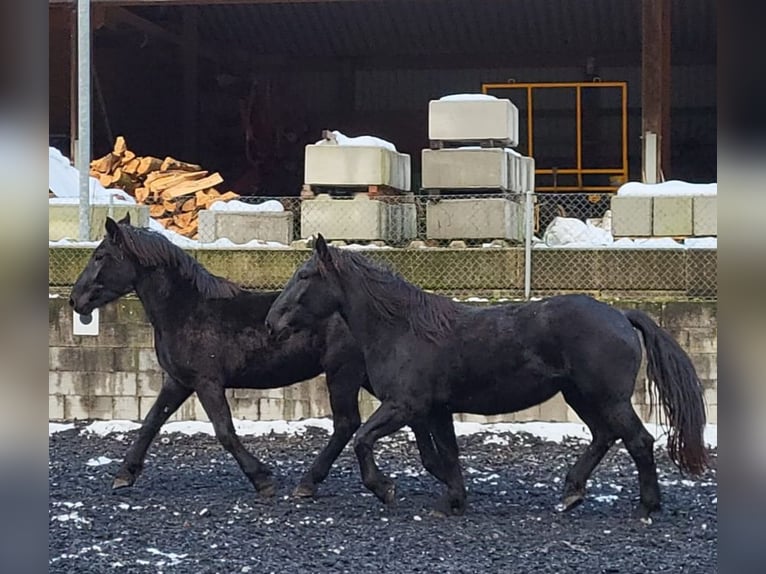 Noriker Jument 3 Ans 167 cm Noir in Küßnach