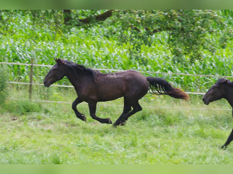 Noriker Jument 3 Ans 167 cm Noir in Niederzier