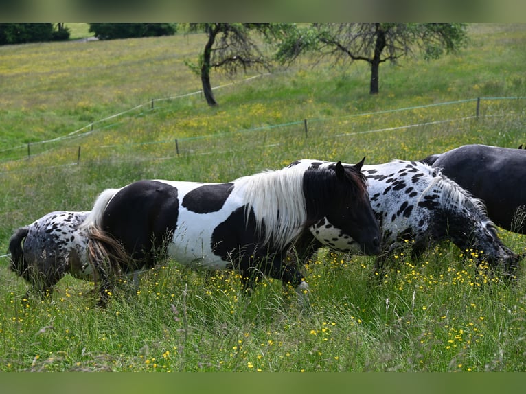 Noriker Jument 3 Ans in Klettgau