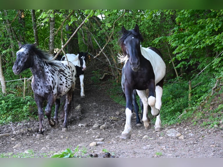 Noriker Jument 3 Ans in Klettgau