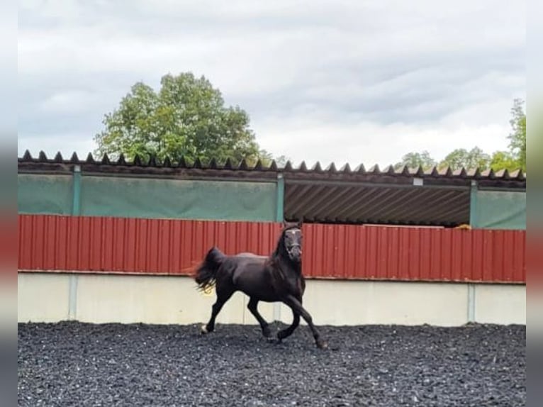 Noriker Jument 3 Ans Noir in Küßnach