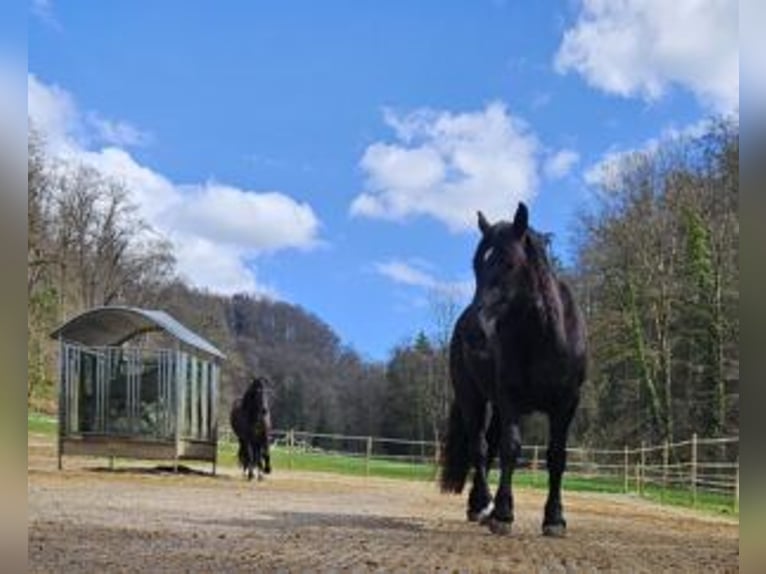 Noriker Jument 3 Ans Noir in Küßnach