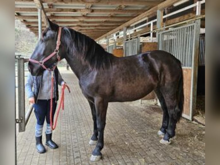Noriker Jument 3 Ans Noir in Klettgau