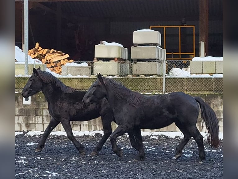 Noriker Jument 3 Ans Noir in Klettgau