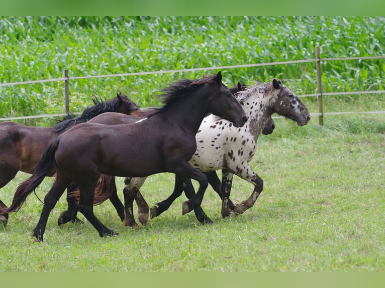 Noriker Jument 3 Ans Noir in Klettgau