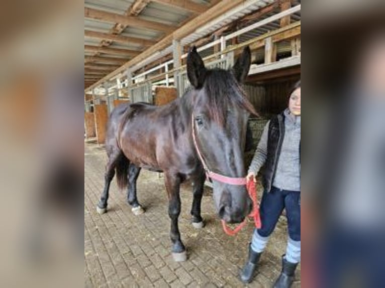 Noriker Jument 3 Ans Noir in Klettgau