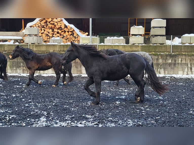 Noriker Jument 3 Ans Noir in Klettgau