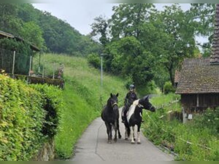 Noriker Jument 3 Ans Noir in Klettgau