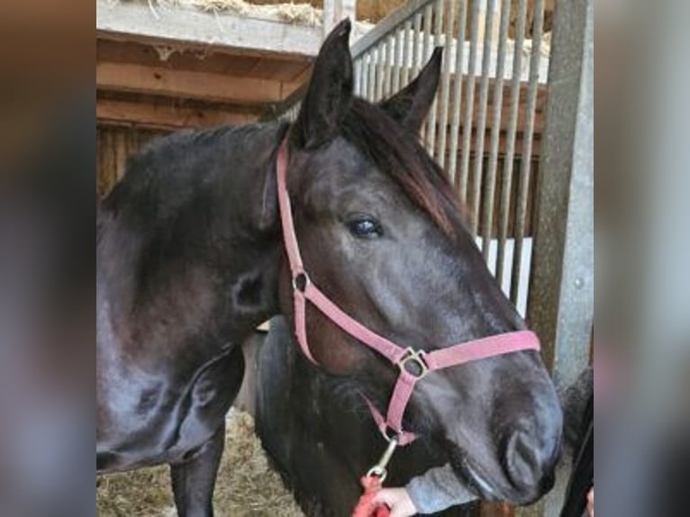 Noriker Jument 3 Ans Noir in Klettgau
