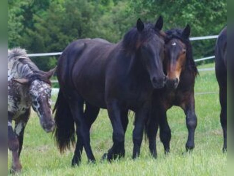 Noriker Jument 3 Ans Noir in Klettgau