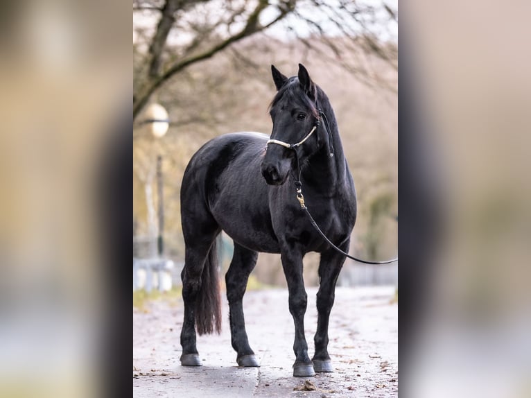 Noriker Jument 4 Ans 154 cm in Windhagen