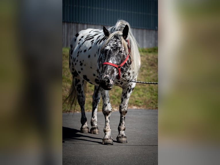 Noriker Jument 4 Ans 155 cm Léopard in Seckach