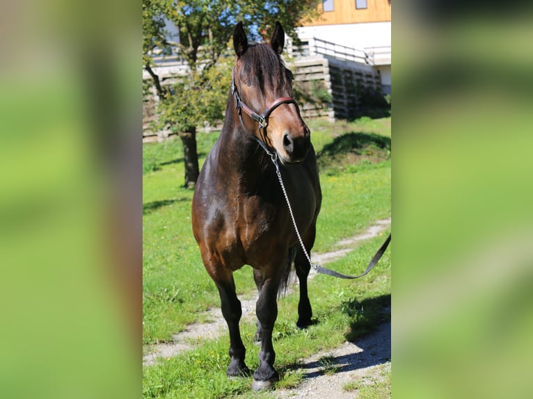 Noriker Jument 4 Ans 157 cm Bai in Neumarkt in der Steiermark