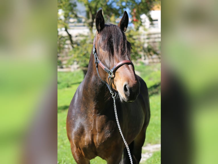 Noriker Jument 4 Ans 157 cm Bai in Neumarkt in der Steiermark