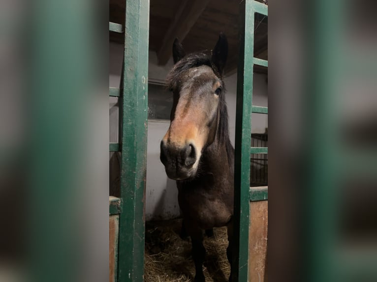 Noriker Jument 4 Ans 160 cm Bai in Neulengbach