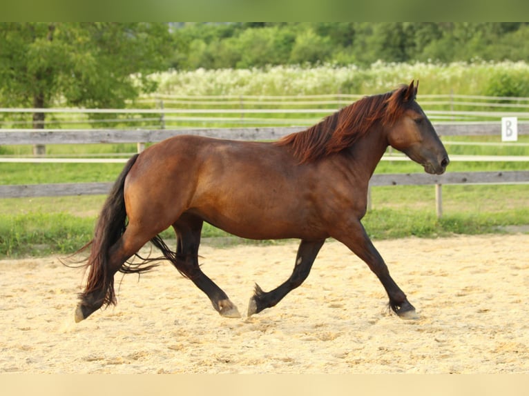 Noriker Jument 4 Ans 160 cm Noir in Waldshut-Tiengen