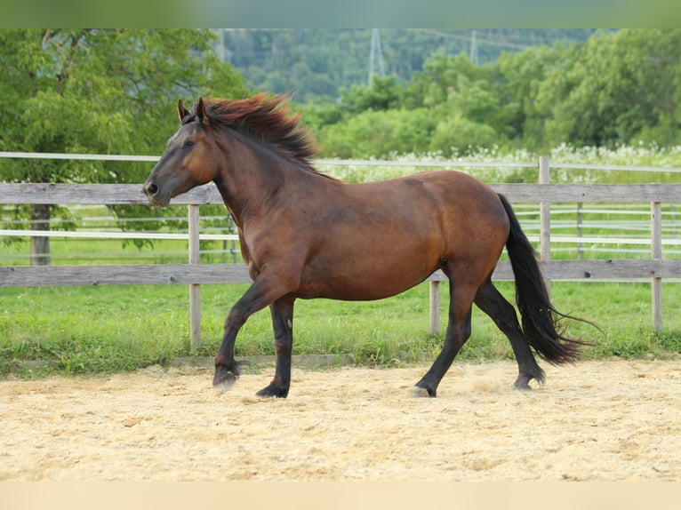 Noriker Jument 4 Ans 160 cm Noir in Waldshut-Tiengen