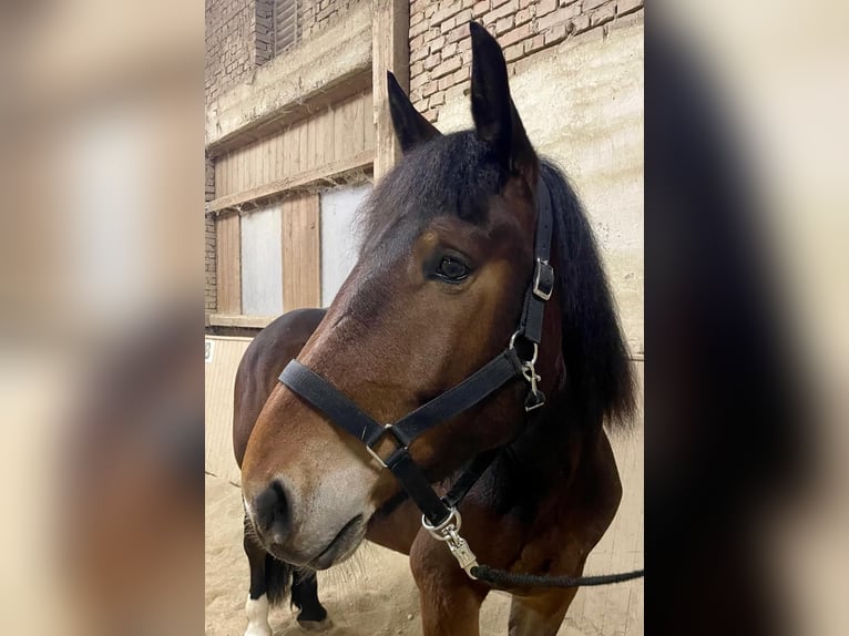 Noriker Jument 4 Ans 163 cm Bai in Meggenhofen