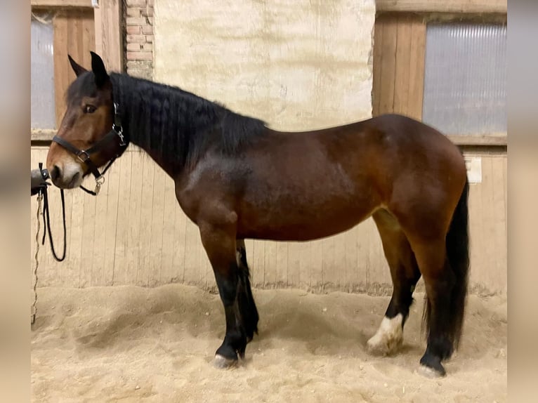 Noriker Jument 4 Ans 163 cm Bai in Meggenhofen