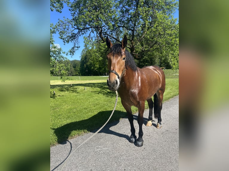 Noriker Jument 4 Ans 164 cm Bai in St. Wolfgang