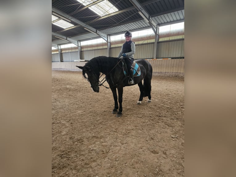 Noriker Jument 4 Ans 164 cm Noir in Kirchheimbolanden